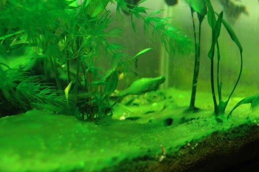 如何让鱼缸长绿藻，鱼缸长藻，原来还需要1种物质激发