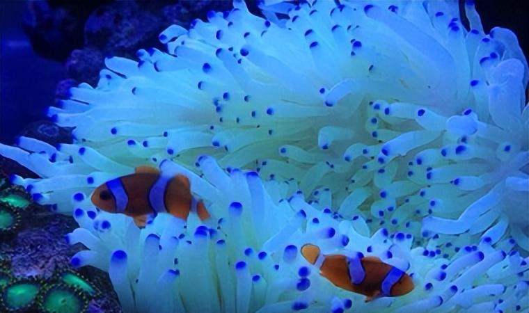 海缸如何选择海葵