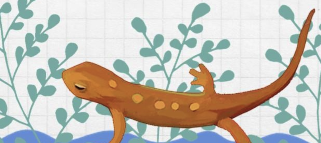 火龙鱼蝾螈能一直养在水里吗