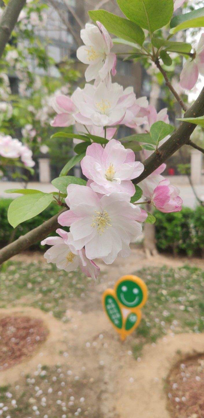 海棠花的品种有哪些（常见的九种海棠介绍）