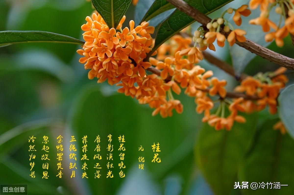 秋天都开些什么花（代表秋天的花朵大全）