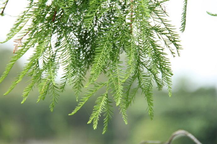 裸子植物有哪些种类（常见裸子植物一览表）