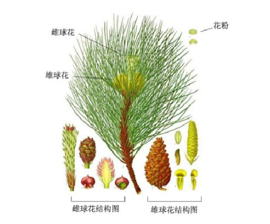 裸子植物有哪些种类（常见裸子植物一览表）