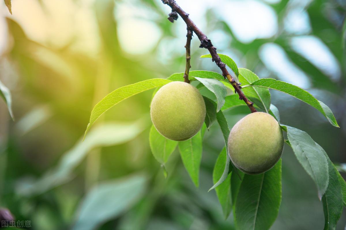 桃树的种植方法和管理（简述桃树栽培技术）