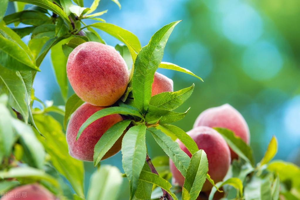 桃树的种植方法和管理（简述桃树栽培技术）