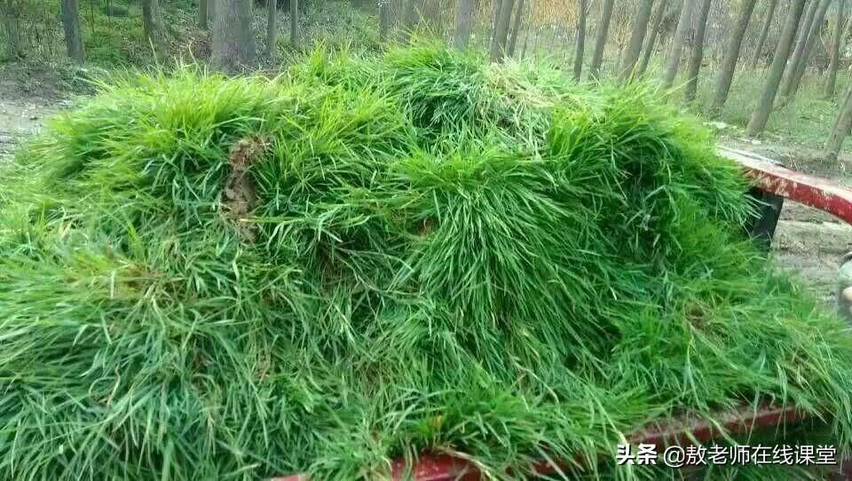 做草坪用什么草最好（盘点十种适合做草坪的草）