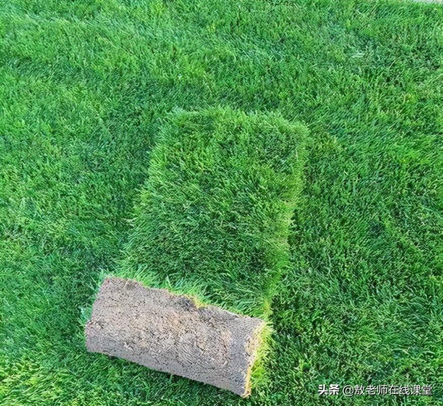 做草坪用什么草最好（盘点十种适合做草坪的草）