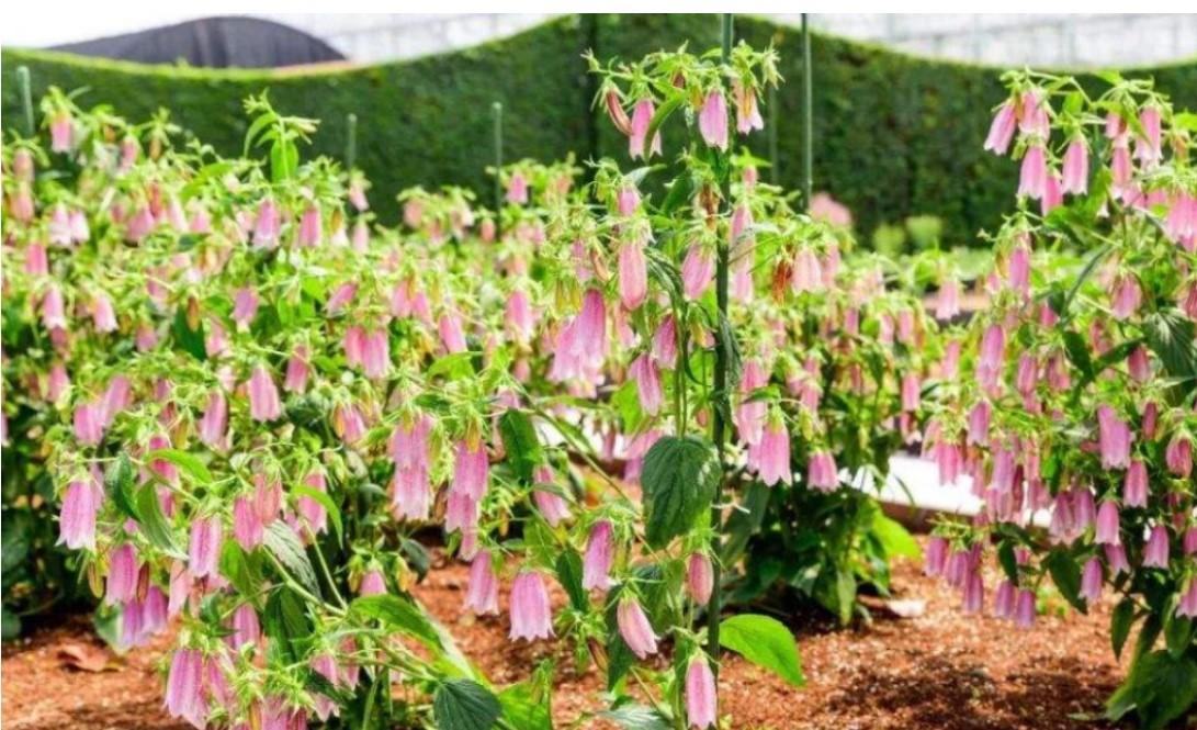 紫斑风铃草的养殖方法和注意事项（紫斑风铃草的i养护技巧）