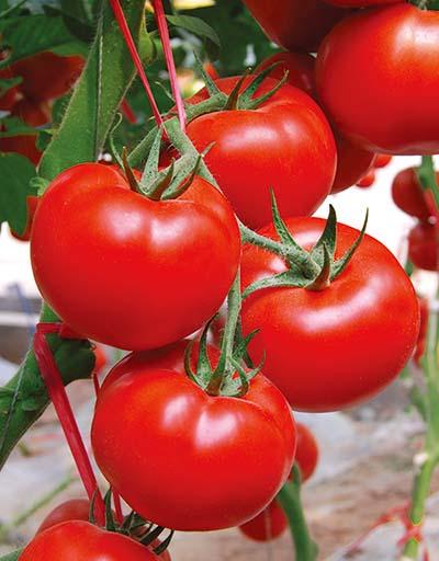 番茄怎么种植（西红柿的种植方法和管理）