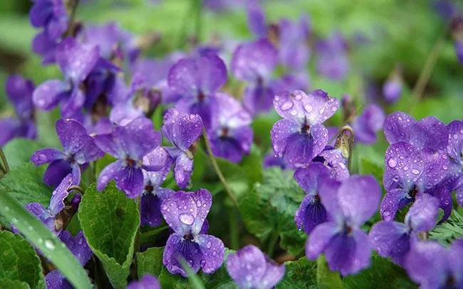 紫兰花代表什么象征意义（紫兰花寓意及花语）