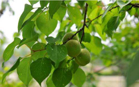 杏子树怎么种植（杏树的种植方法和管理）