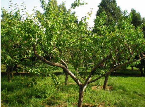 杏子树怎么种植（杏树的种植方法和管理）