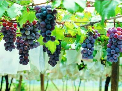 如何种植葡萄（葡萄的种植方法和技术）