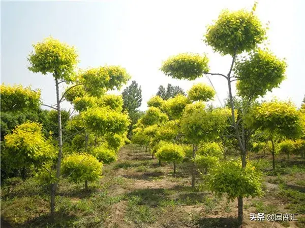 黄叶树有哪些品种（盘点五种常见金叶树）