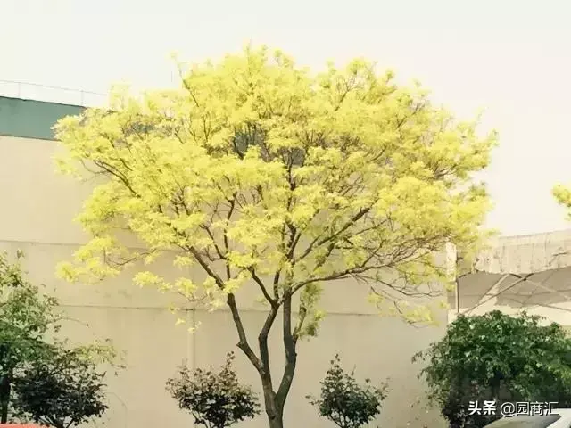 黄叶树有哪些品种（盘点五种常见金叶树）