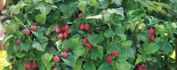 树莓怎么种植（树莓的栽培技术和管理）