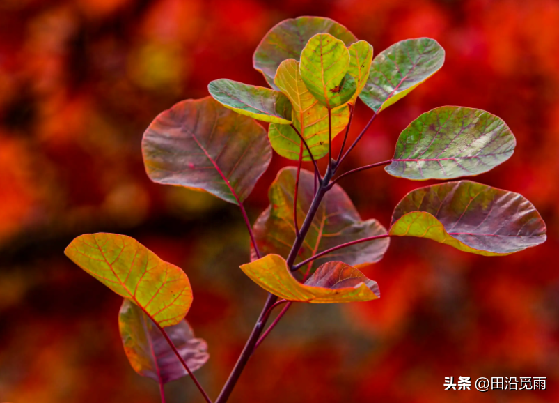 黄栌盆景如何养殖（黄栌盆景的种植与养护）