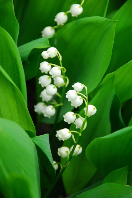 5月花季有些什么花（五月具有代表性的花卉推荐）