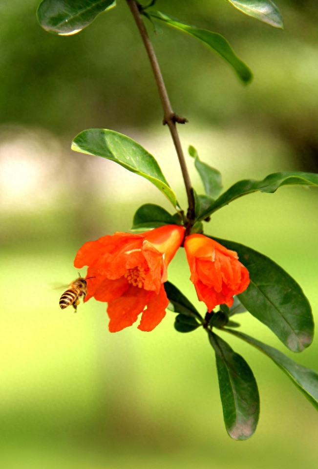 5月花季有些什么花（五月具有代表性的花卉推荐）