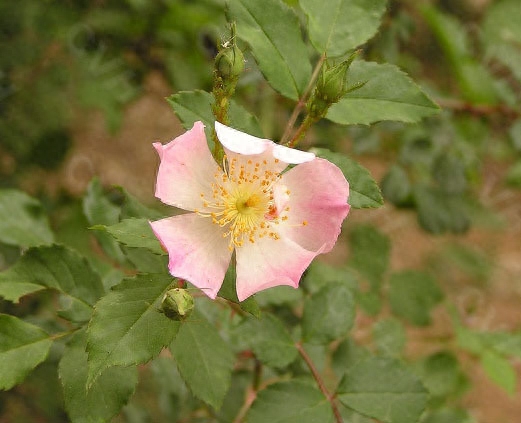 5月花季有些什么花（五月具有代表性的花卉推荐）