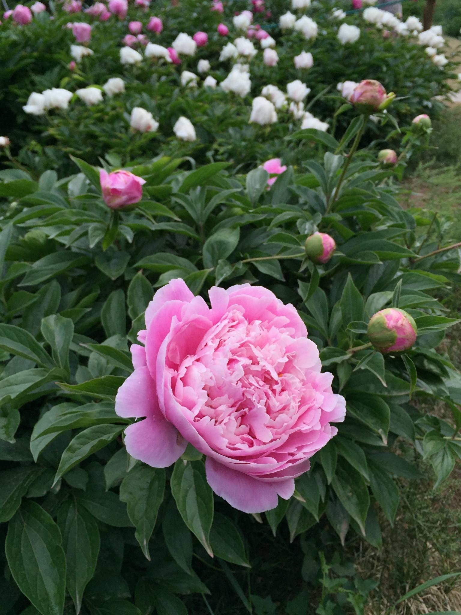 5月花季有些什么花（五月具有代表性的花卉推荐）