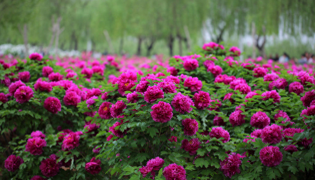 5月花季有些什么花（五月具有代表性的花卉推荐）