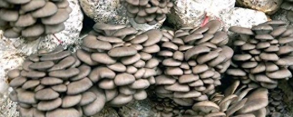 平菇菌种如何培育（种植平菇的方法与技术）