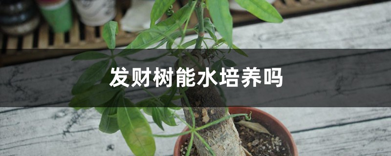 发财树可以水培吗（水培发财树的正确方法）