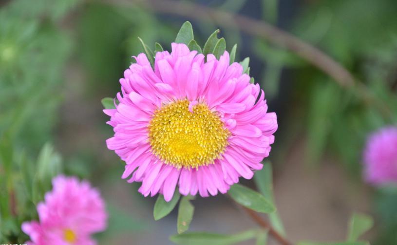 白色翠菊的花语和寓意（不同颜色的翠菊的花语）