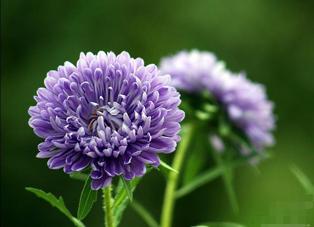 白色翠菊的花语和寓意（不同颜色的翠菊的花语）