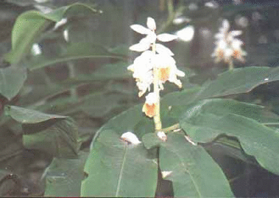 世界各国的国花都是什么花（国花花卉大盘点）