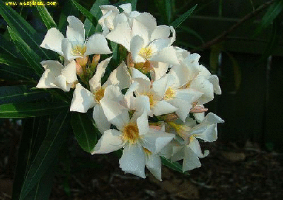 世界各国的国花都是什么花（国花花卉大盘点）