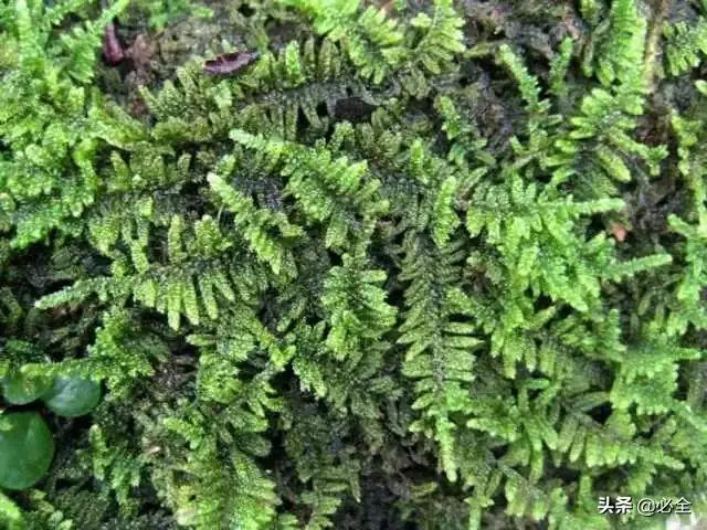 苔藓类植物有哪些（最好养的苔藓排行）