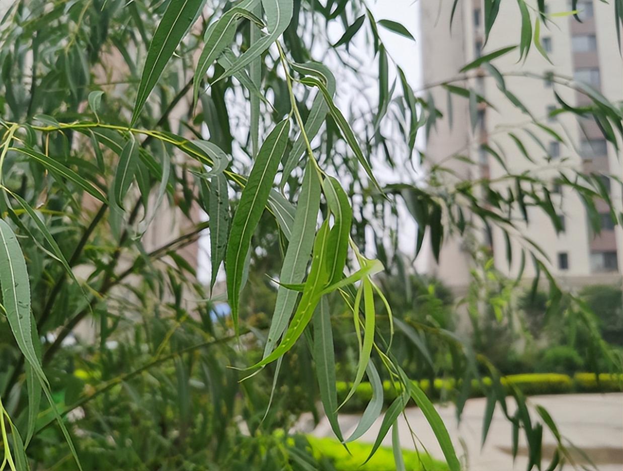 植物是怎么传播种子的（五种植物传播种子的方法）