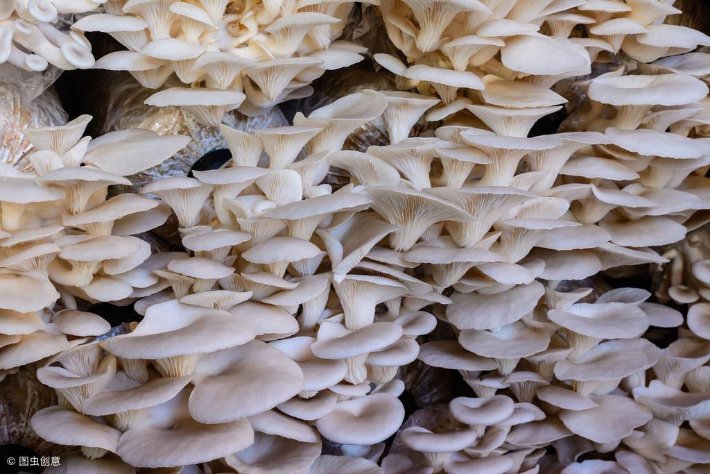 种植蘑菇需要什么条件（盘点蘑菇的种植方法和技术）