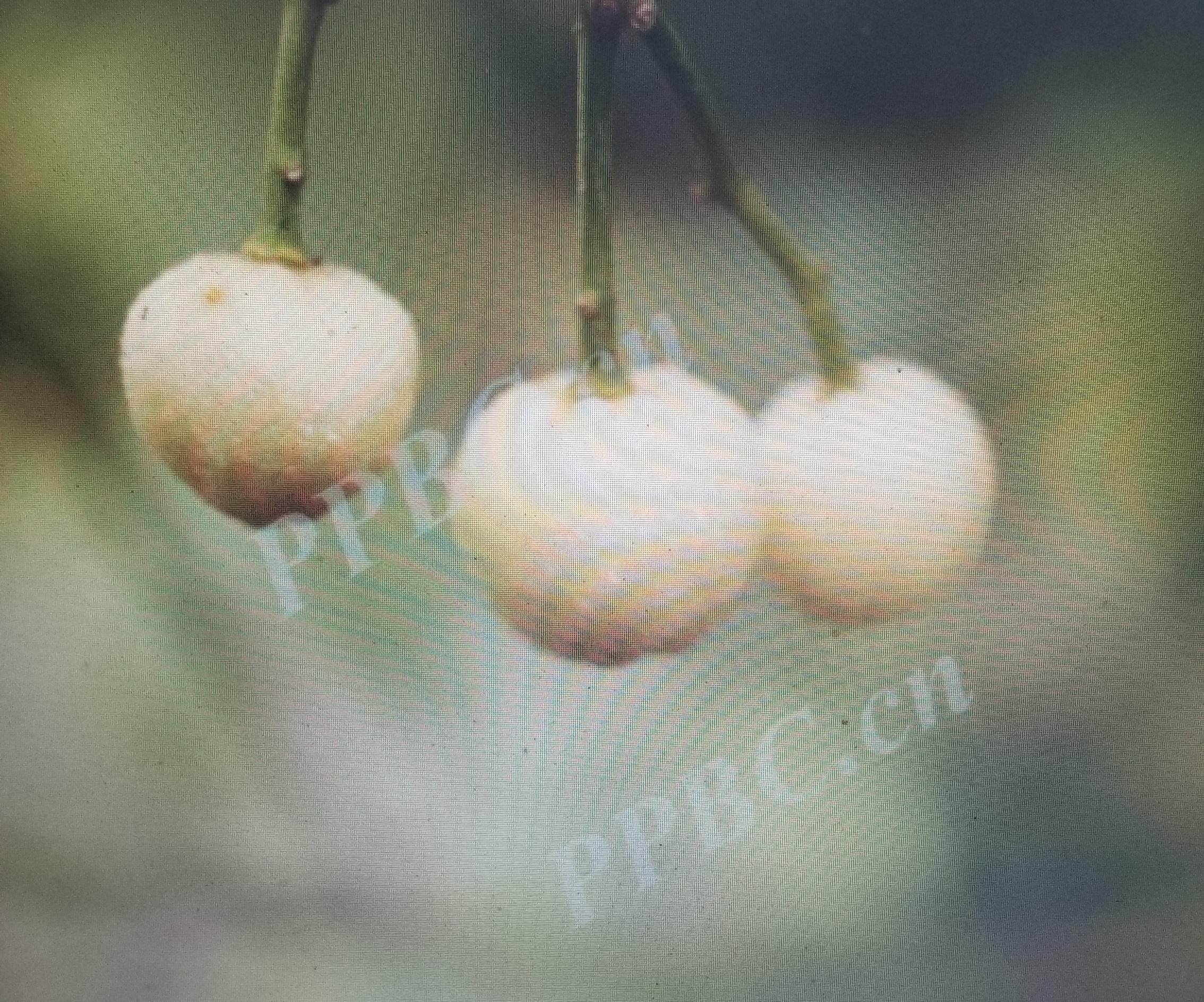 茱萸是什么植物（认识茱萸的基本特点）