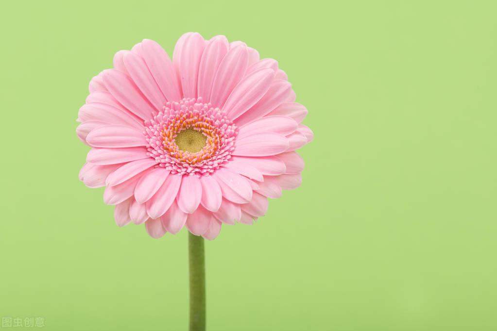 粉色菊花的花语是什么意思（常见的菊花寓意象征）