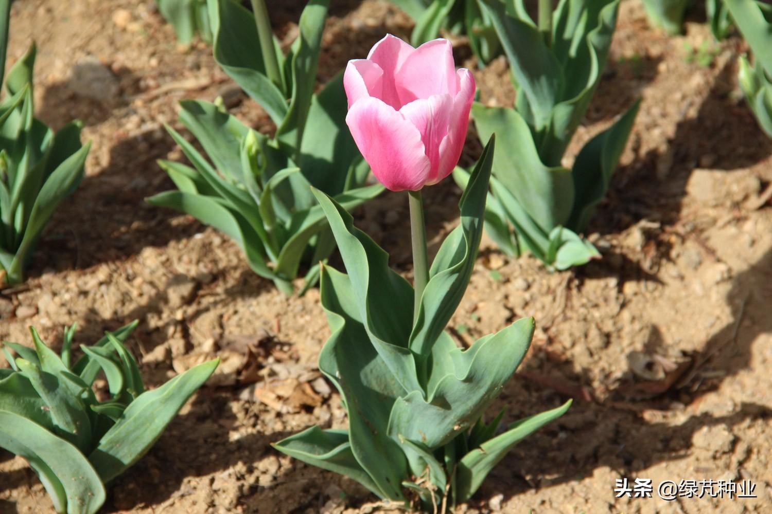 郁金香开花时间什么季节（关于郁金香开花的时间）