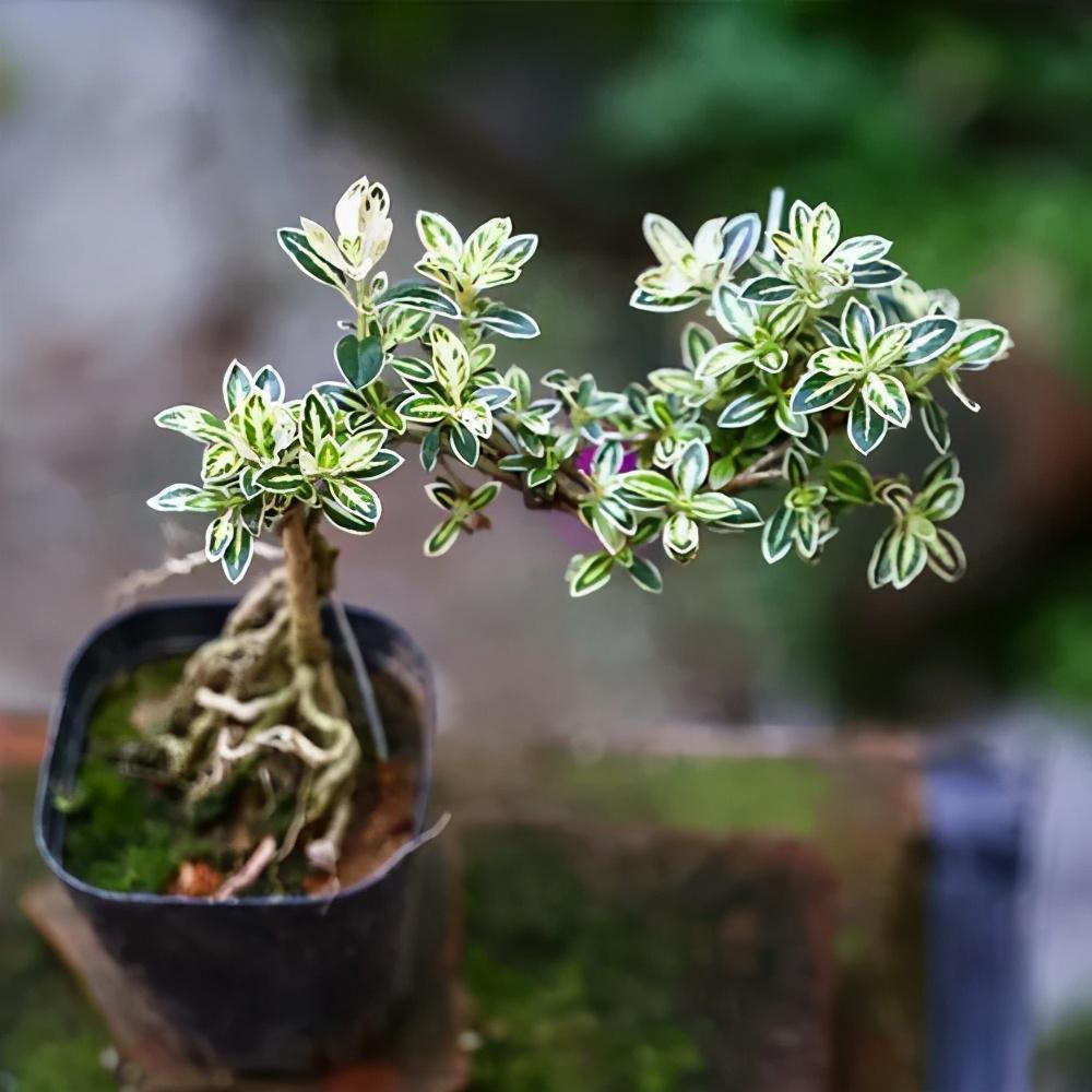 室内花卉盆景有哪些（室内适合养的盆景介绍）