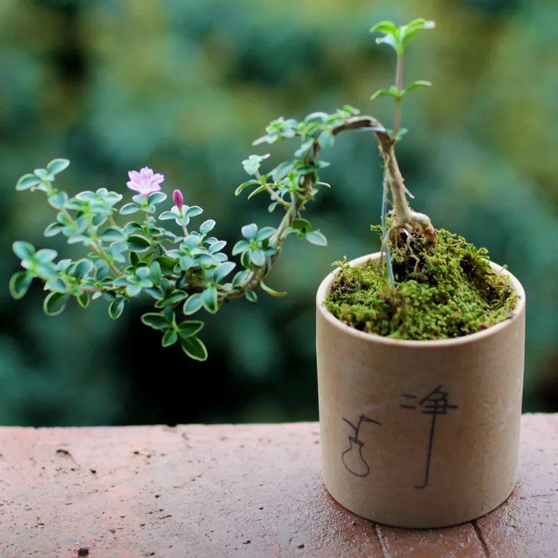 室内花卉盆景有哪些（室内适合养的盆景介绍）