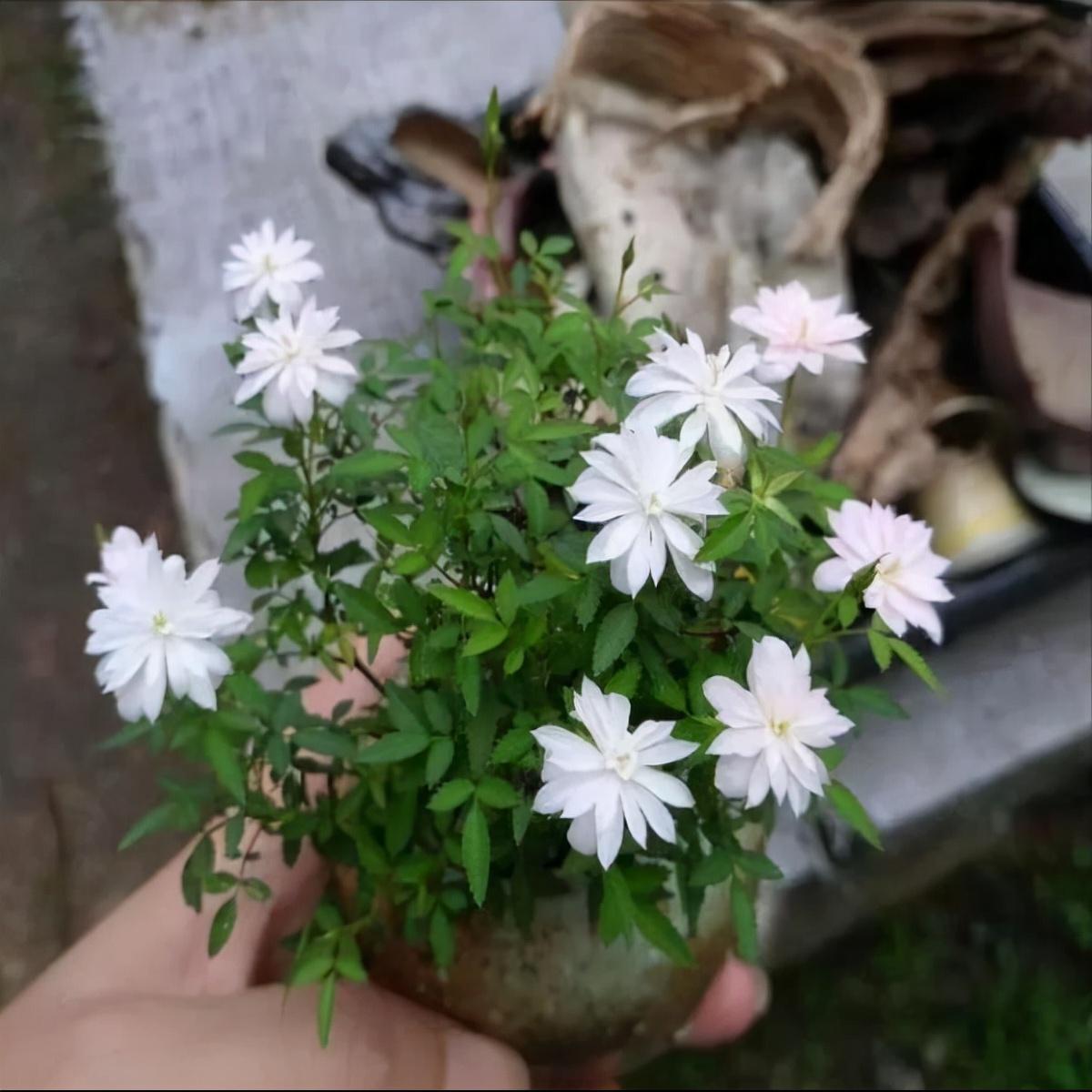 室内花卉盆景有哪些（室内适合养的盆景介绍）