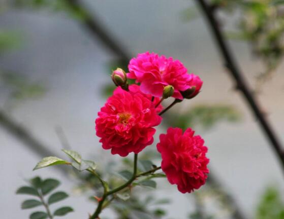 野蔷薇花语是什么（有关野蔷薇的寓意和象征）