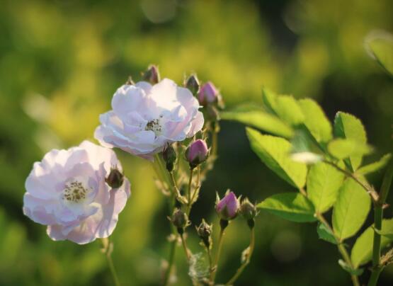 野蔷薇花语是什么（有关野蔷薇的寓意和象征）