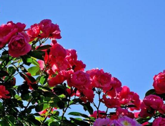 野蔷薇花语是什么（有关野蔷薇的寓意和象征）