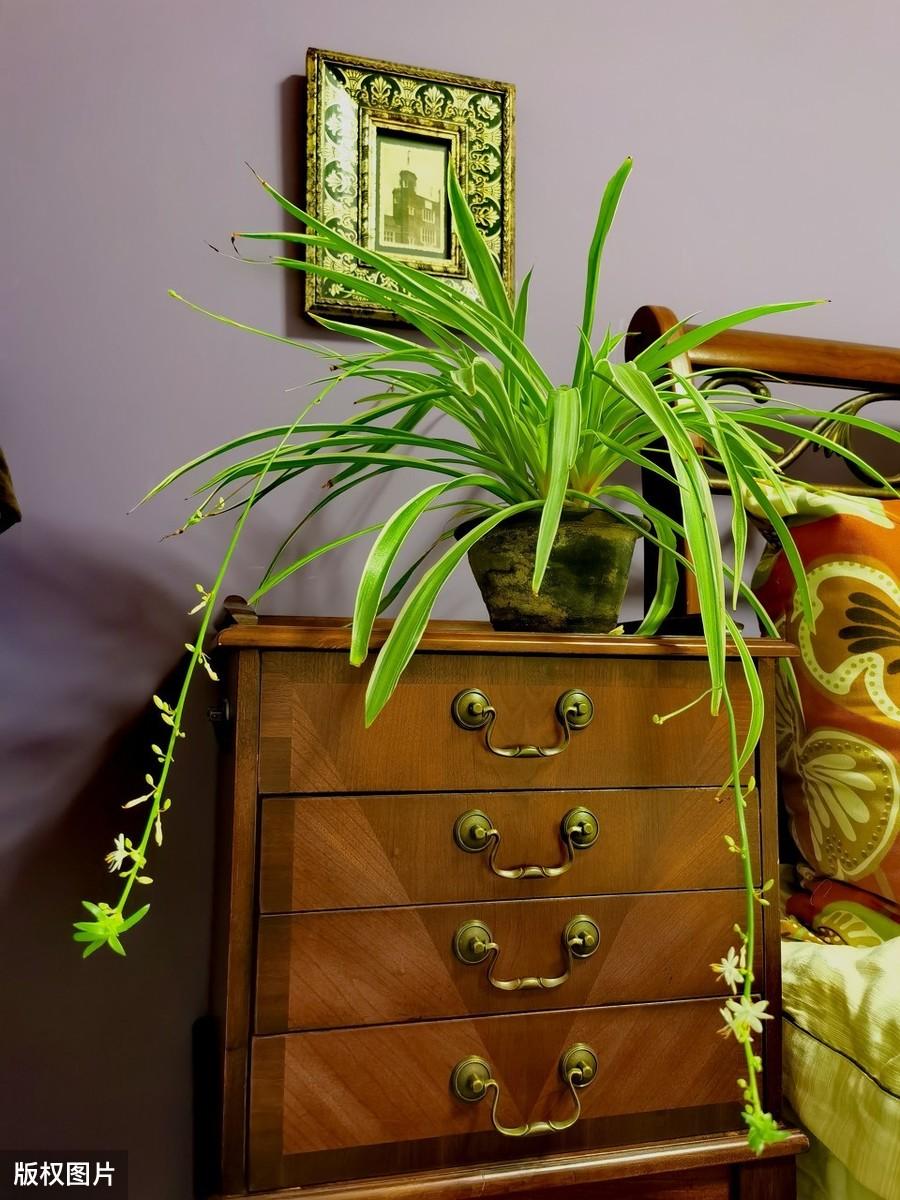 常见室内植物图片及名称大全（室内绿植图片大全及花名）