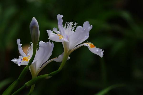 关于友谊的花有哪些（代表友情的花推荐）