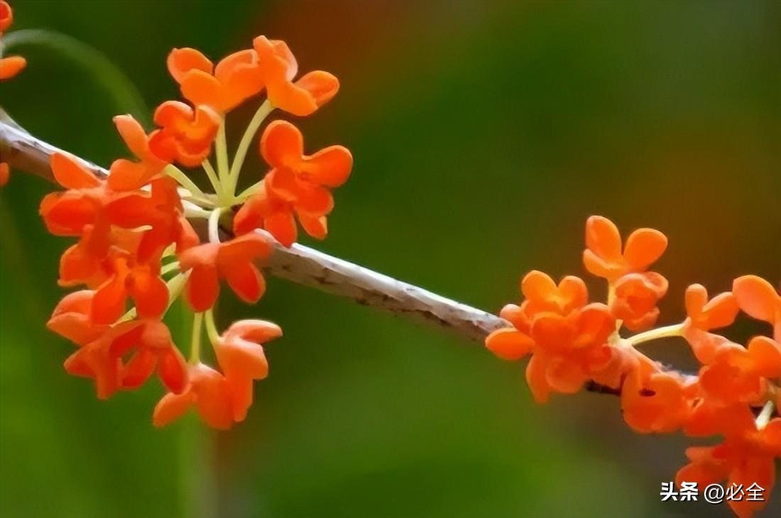 桂花品种哪个好（名贵桂花品种排名）