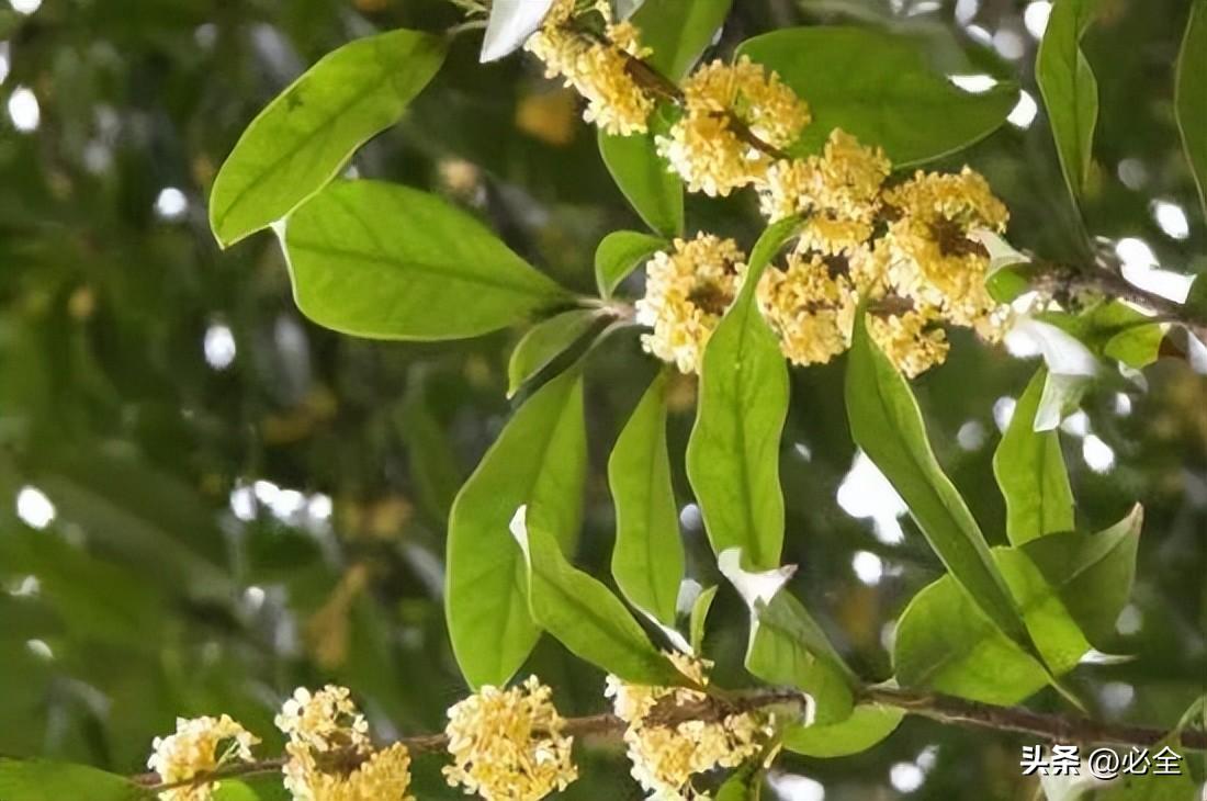 桂花品种哪个好（名贵桂花品种排名）