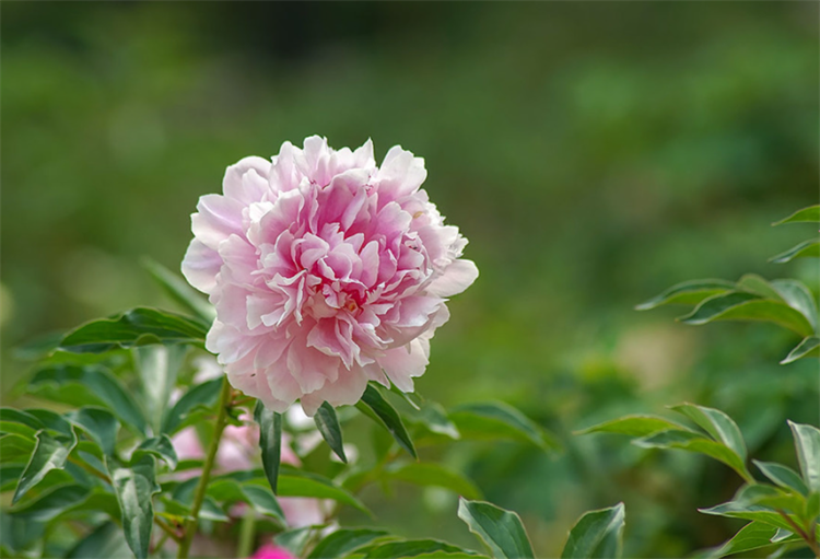 芍药花语是什么意思（芍药花的象征与寓意）