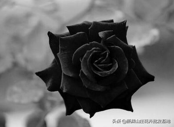黑色玫瑰代表的寓意是什么（黑玫瑰花语及象征意义）